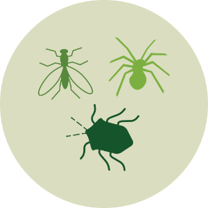 Insect