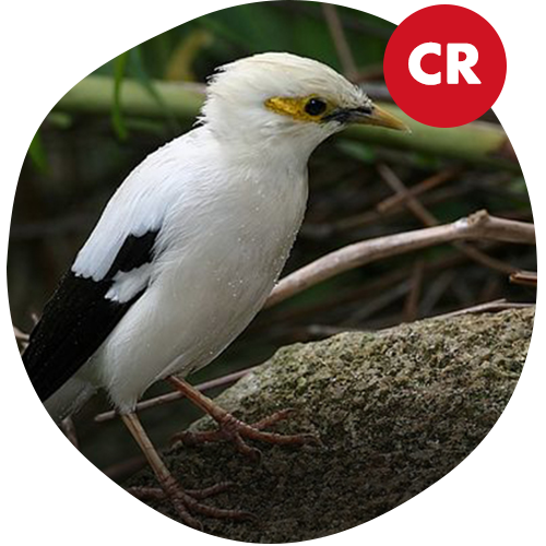 Black-Winged Myna
