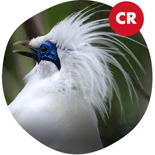 Bali Starling