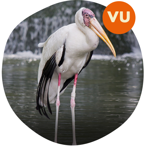 Milky Stork