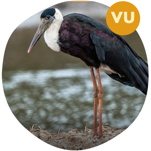 Woollyneck Stork